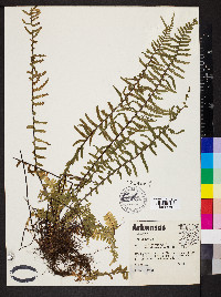 Asplenium platyneuron var. bacculum-rubrum image