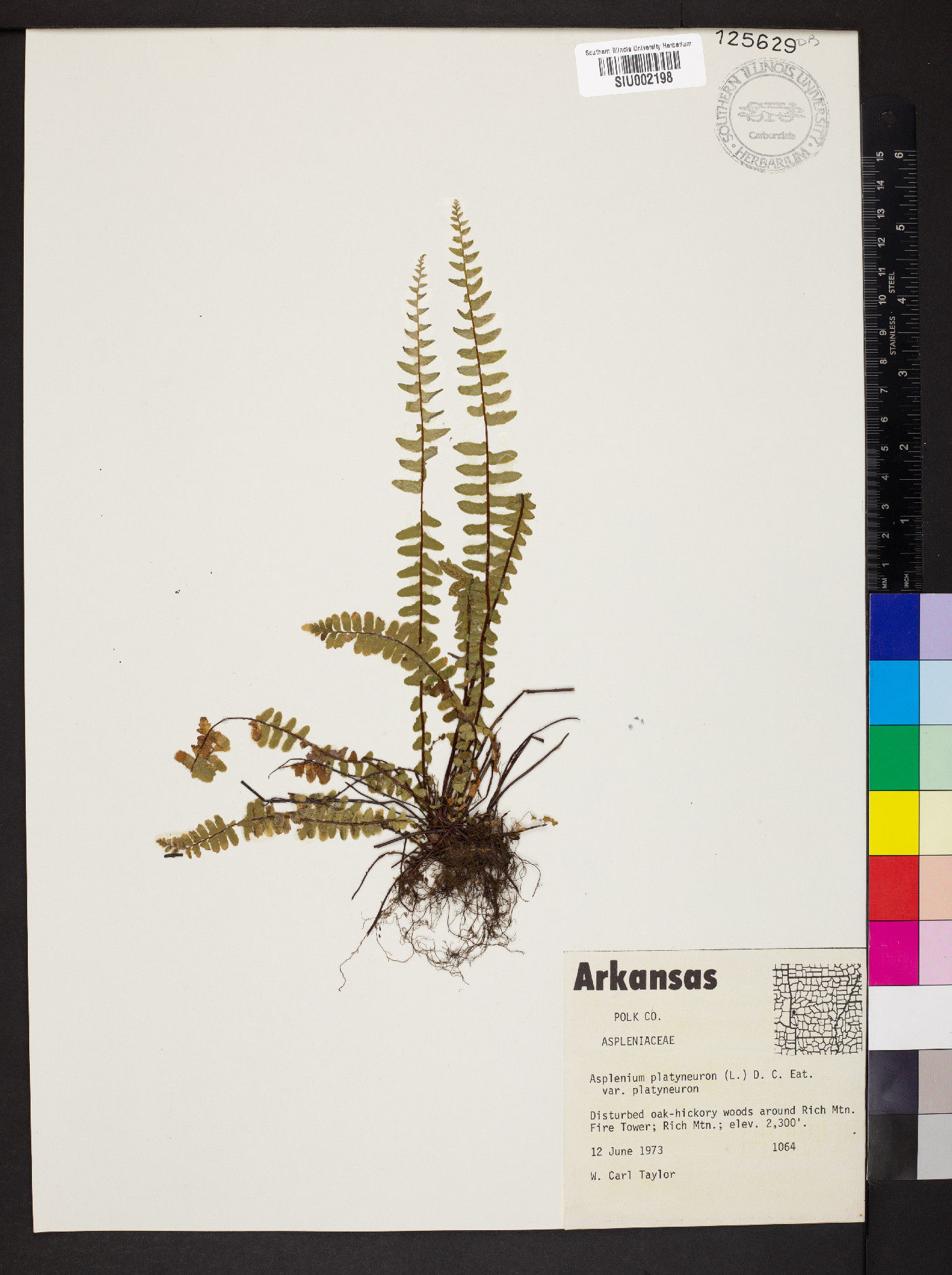 Asplenium platyneuron var. platyneuron image