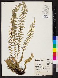 Asplenium platyneuron var. platyneuron image