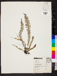 Asplenium platyneuron var. platyneuron image