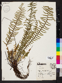 Asplenium platyneuron var. bacculum-rubrum image