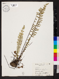 Asplenium platyneuron var. platyneuron image