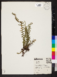 Asplenium platyneuron var. platyneuron image