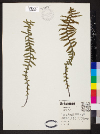 Asplenium platyneuron var. platyneuron image