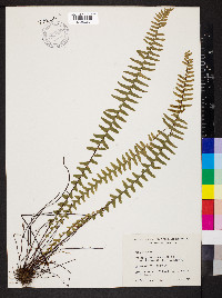 Asplenium platyneuron var. platyneuron image