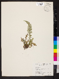 Asplenium platyneuron var. platyneuron image