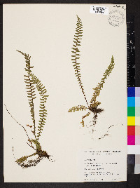 Asplenium platyneuron var. platyneuron image