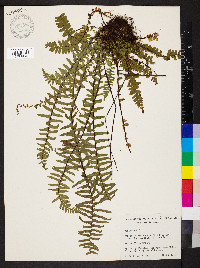 Asplenium platyneuron var. platyneuron image