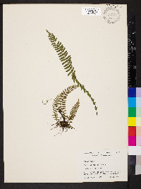 Asplenium resiliens image