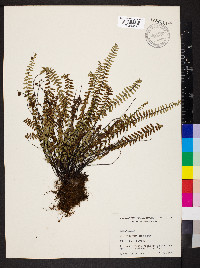 Asplenium resiliens image