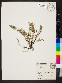 Asplenium resiliens image