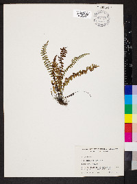 Asplenium resiliens image