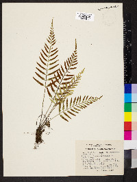 Asplenium auritum image