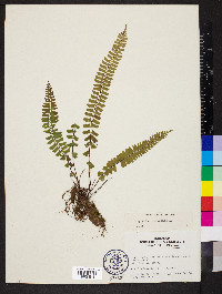 Asplenium monanthes image