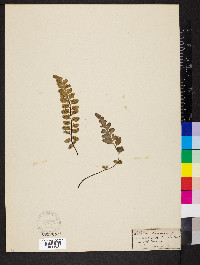 Asplenium sulcatum image