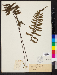 Asplenium unilaterale image
