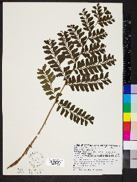Didymochlaena truncatula image