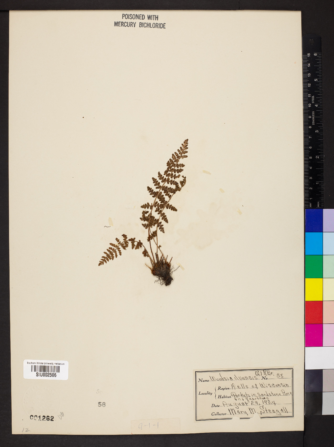 Woodsia ilvensis image