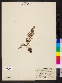 Woodsia ilvensis image