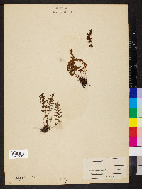 Woodsia ilvensis image