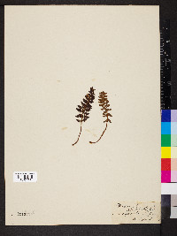 Woodsia ilvensis image