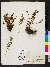 Woodsia ilvensis image