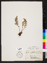 Woodsia ilvensis image