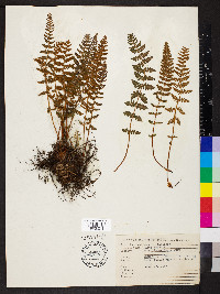 Woodsia ilvensis image