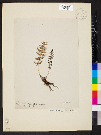 Woodsia oregana image