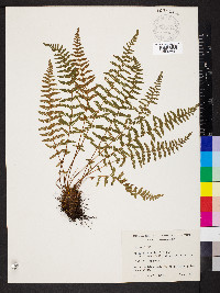 Woodsia scopulina var. appalachiana image