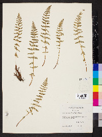 Woodsia scopulina image