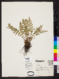 Woodsia scopulina var. appalachiana image