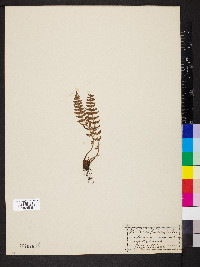 Woodsia scopulina image