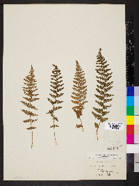 Woodsia scopulina image
