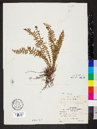 Woodsia mollis image