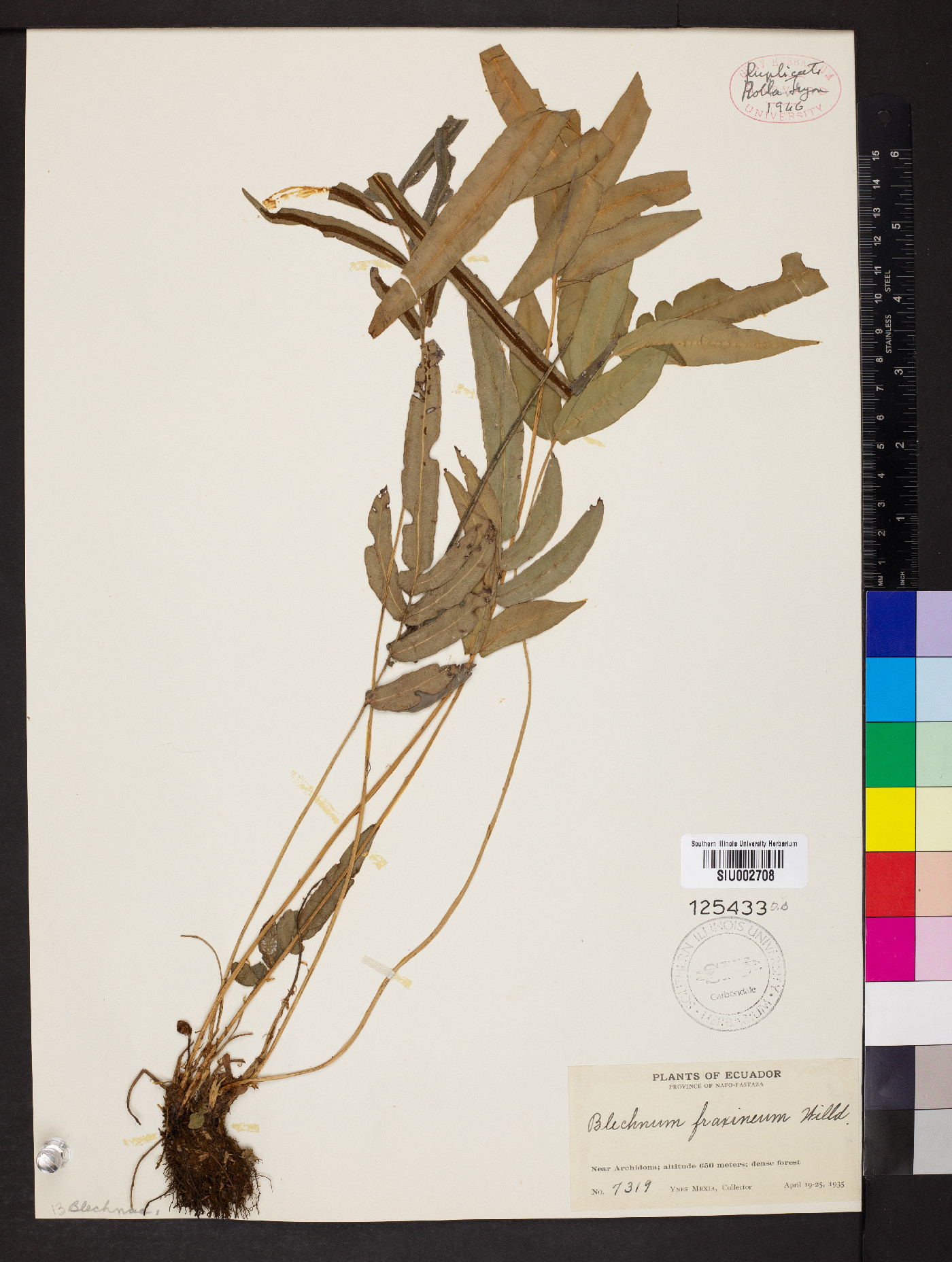 Blechnum fraxineum image