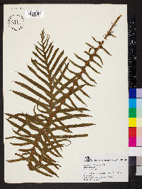 Oceaniopteris gibba image