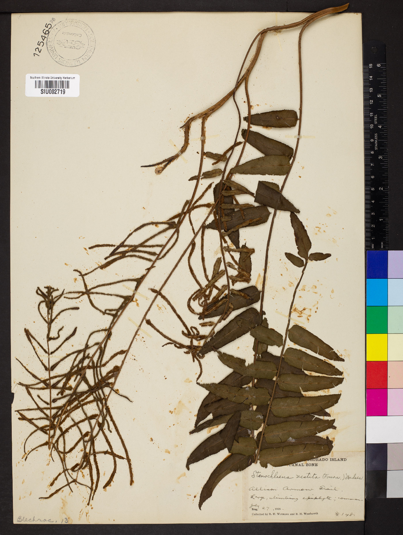 Lomariopsis vestita image