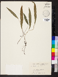 Deparia lancea image