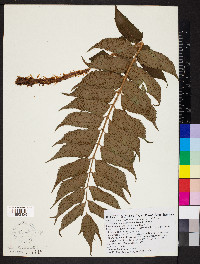 Cyrtomium falcatum image