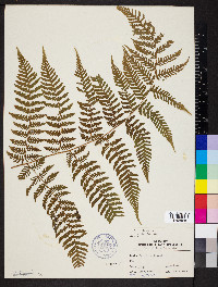 Ctenitis sloanei image