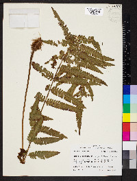 Ctenitis submarginalis image