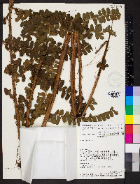 Didymochlaena alpina image