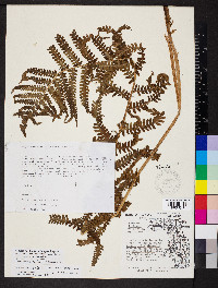 Dryopteris filix-mas image