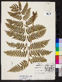 Dryopteris goldieana image