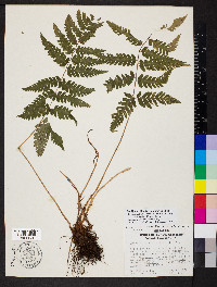 Dryopteris goldieana image