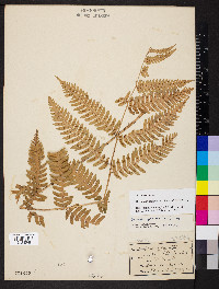 Dryopteris goldieana image