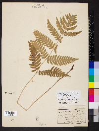 Dryopteris goldieana image