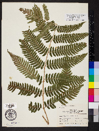 Dryopteris goldieana image