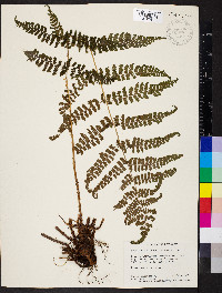 Dryopteris intermedia subsp. intermedia image